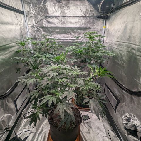 Apple Candies growlog photo: 4 1/2 gallons of water through 3 pots. Sledgehammer 1 tsp for 2 gallons water