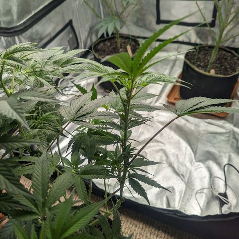 Apple Candies growlog photo: 4 1/2 gallons of water through 3 pots. Sledgehammer 1 tsp for 2 gallons water