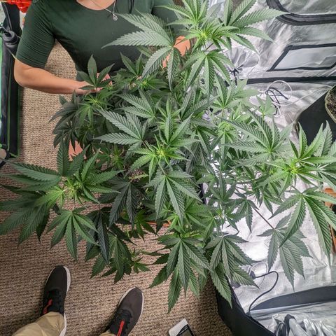 Apple Candies growlog photo: 4 1/2 gallons of water through 3 pots. Sledgehammer 1 tsp for 2 gallons water