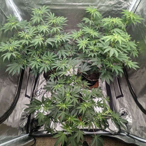 Apple Candies growlog photo: 4 1/2 gallons of water through 3 pots. Sledgehammer 1 tsp for 2 gallons water