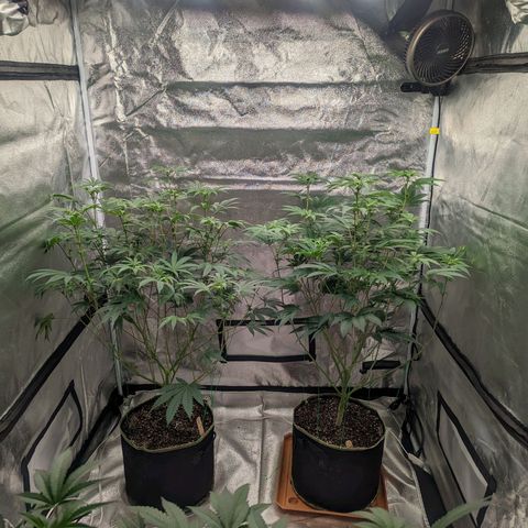 Apple Candies growlog photo: 4 1/2 gallons of water through 3 pots. Sledgehammer 1 tsp for 2 gallons water