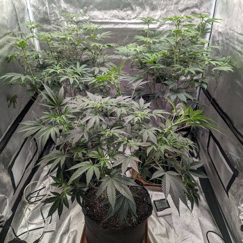 Apple Candies growlog photo: 4 1/2 gallons of water through 3 pots. Sledgehammer 1 tsp for 2 gallons water