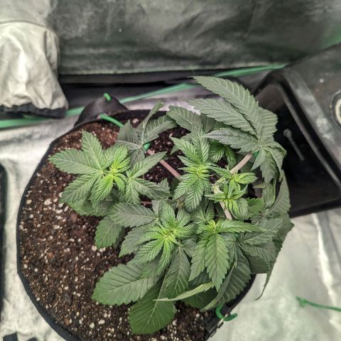 Lemon Cherry Gelato x Black Velvet #1 growlog photo: 1 liter of nutrients split