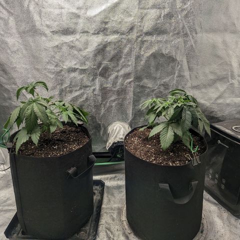 Lemon Cherry Gelato x Black Velvet #1 growlog photo: 1 liter of nutrients split