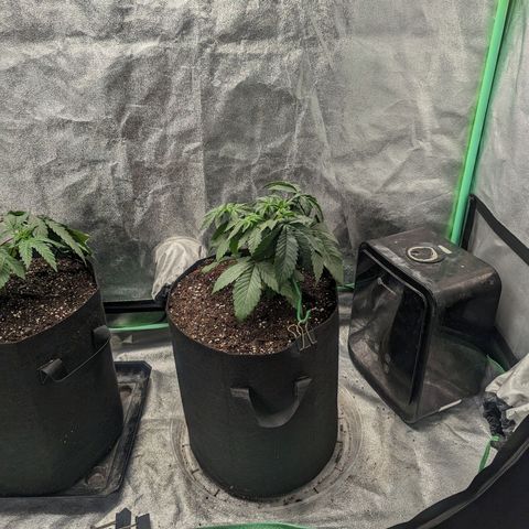 Lemon Cherry Gelato x Black Velvet #1 growlog photo: 1 liter of nutrients split