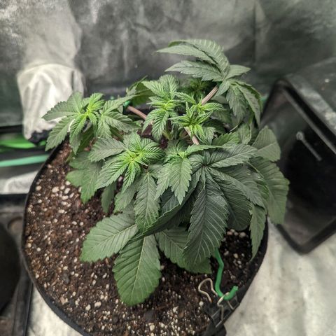 Lemon Cherry Gelato x Black Velvet #1 growlog photo: 1 liter of nutrients split