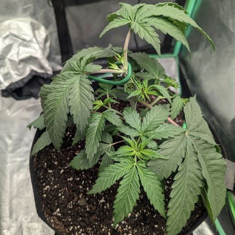 Lemon Cherry Gelato x Black Velvet #1 growlog photo: 1 liter of nutrients split