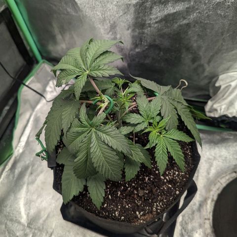 Lemon Cherry Gelato x Black Velvet #1 growlog photo: 1 liter of nutrients split