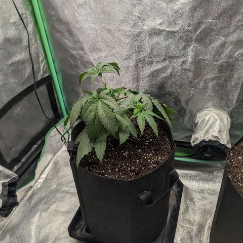 Lemon Cherry Gelato x Black Velvet #1 growlog photo: 1 liter of nutrients split