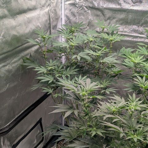 Apple Candies growlog timeline photo