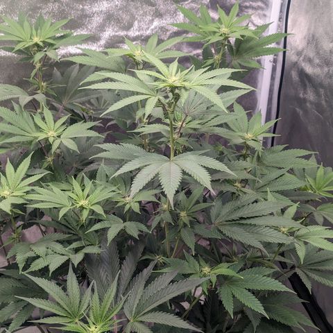 Apple Candies growlog timeline photo