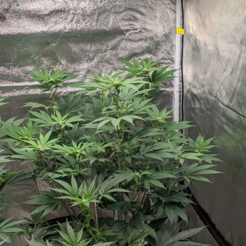 Apple Candies growlog timeline photo