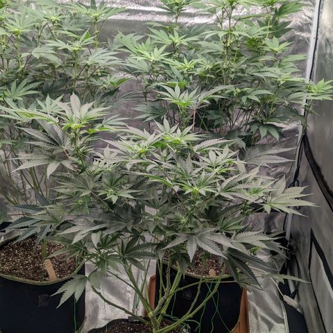Apple Candies growlog timeline photo