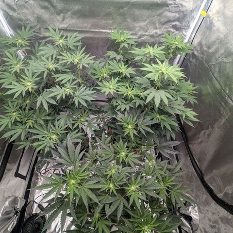 Apple Candies growlog timeline photo