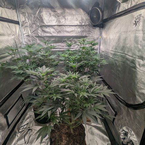 Apple Candies growlog timeline photo
