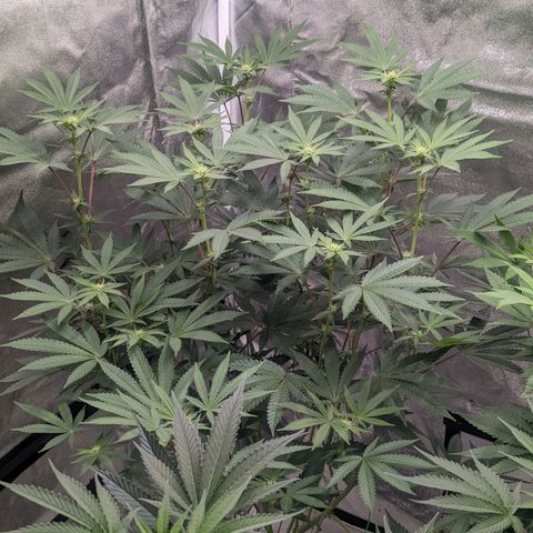 Apple Candies growlog timeline photo