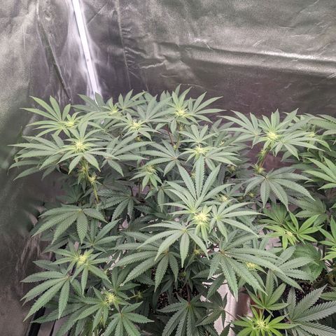 Apple Candies growlog timeline photo