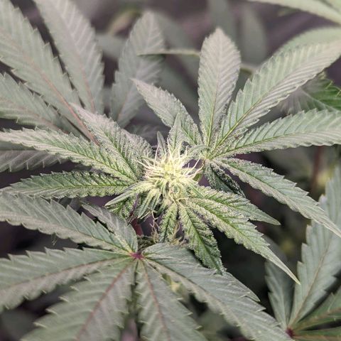Apple Candies growlog timeline photo