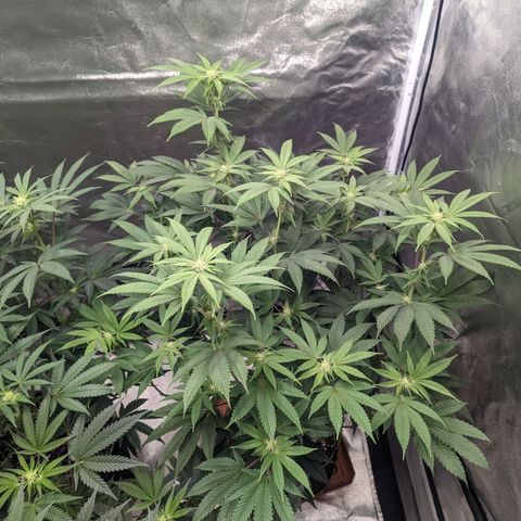 Apple Candies growlog timeline photo