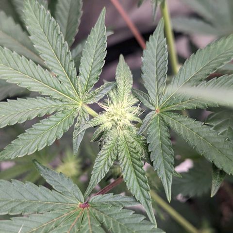 Apple Candies growlog timeline photo