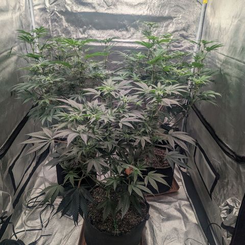 Apple Candies growlog timeline photo