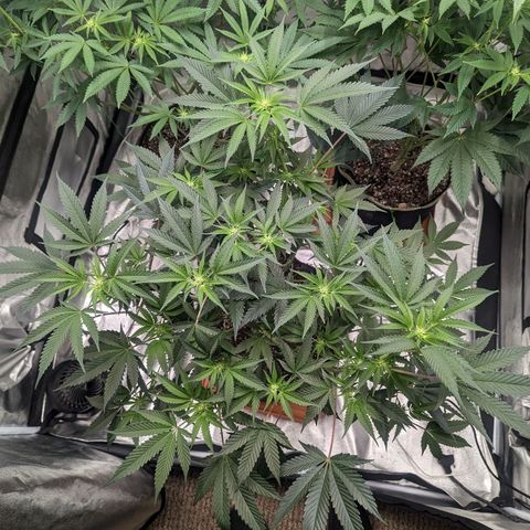 Apple Candies growlog timeline photo