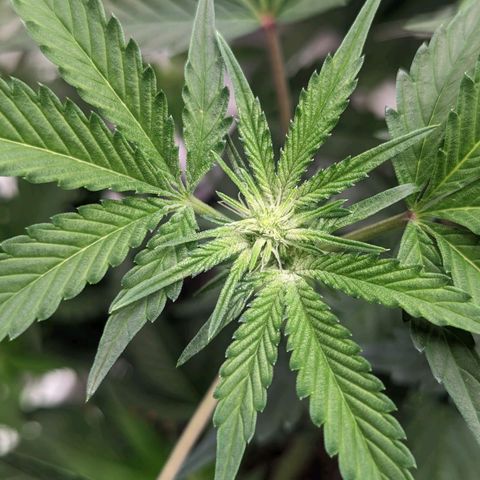 Apple Candies growlog timeline photo