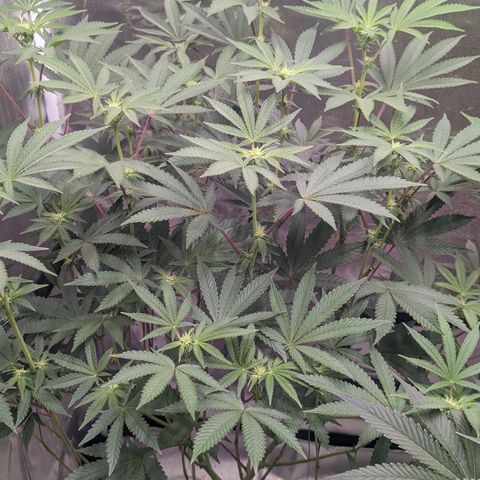 Apple Candies growlog timeline photo