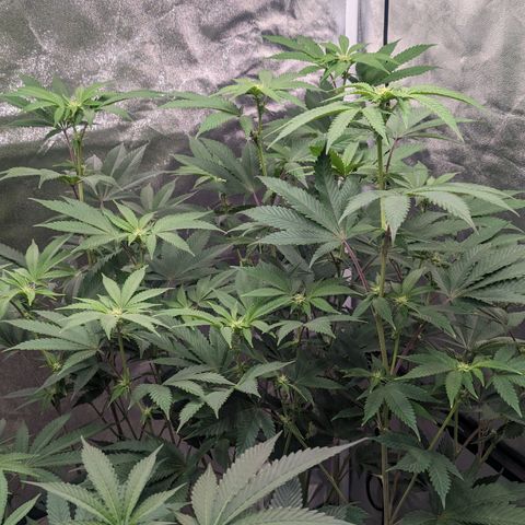 Apple Candies growlog timeline photo