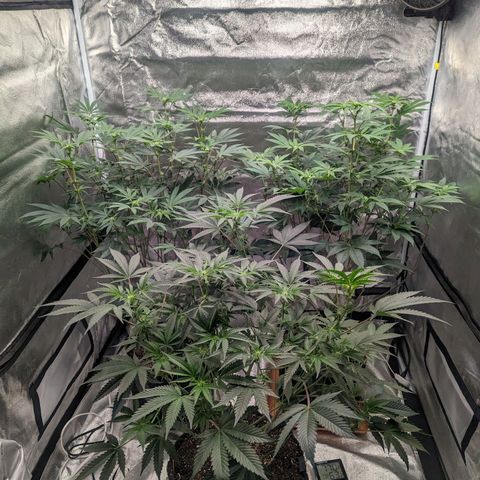 Apple Candies growlog timeline photo