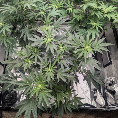 Apple Candies growlog timeline photo