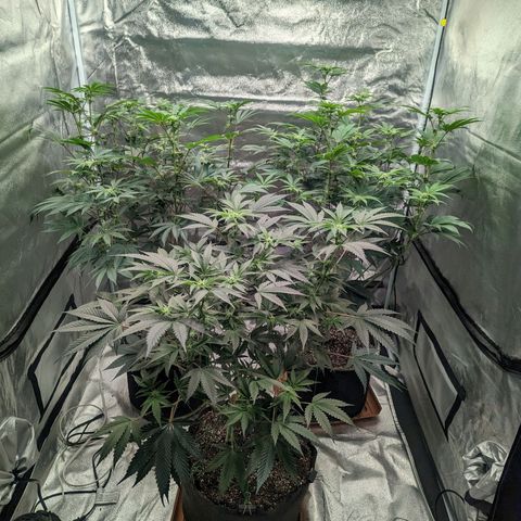 Apple Candies growlog timeline photo