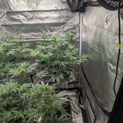 Apple Candies growlog timeline photo
