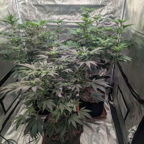Apple Candies growlog photo: 1 of the 3 getting slightly yellow...light burn likely 