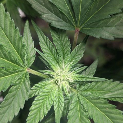 Apple Candies growlog photo: 1 of the 3 getting slightly yellow...light burn likely 