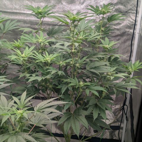 Apple Candies growlog photo: 1 of the 3 getting slightly yellow...light burn likely 
