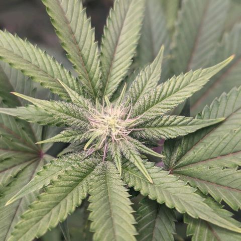 Apple Candies growlog photo: 1 of the 3 getting slightly yellow...light burn likely 