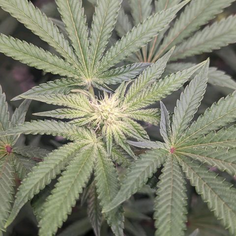 Apple Candies growlog photo: 1 of the 3 getting slightly yellow...light burn likely 