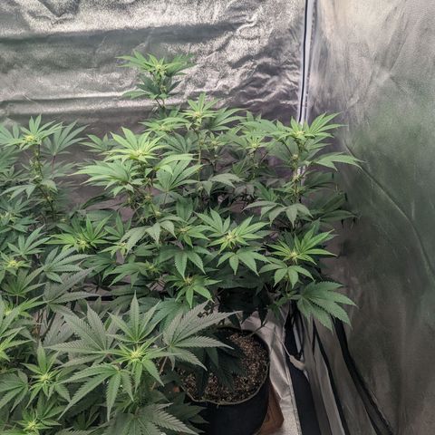 Apple Candies growlog photo: 1 of the 3 getting slightly yellow...light burn likely 