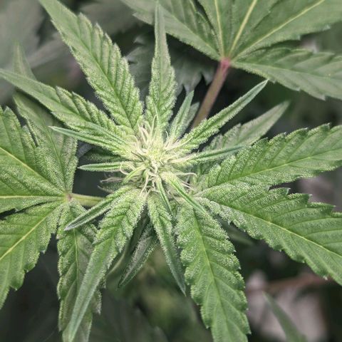 Apple Candies growlog photo: 1 of the 3 getting slightly yellow...light burn likely 