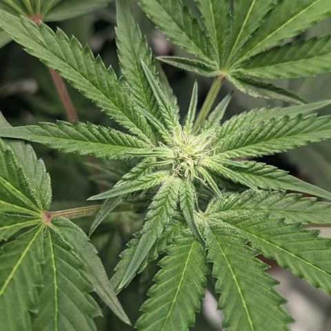 Apple Candies growlog photo: 1 of the 3 getting slightly yellow...light burn likely 