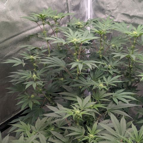 Apple Candies growlog photo: 1 of the 3 getting slightly yellow...light burn likely 