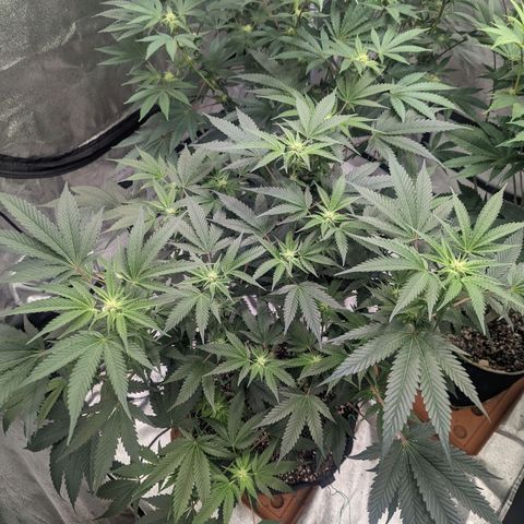 Apple Candies growlog photo: 1 of the 3 getting slightly yellow...light burn likely 