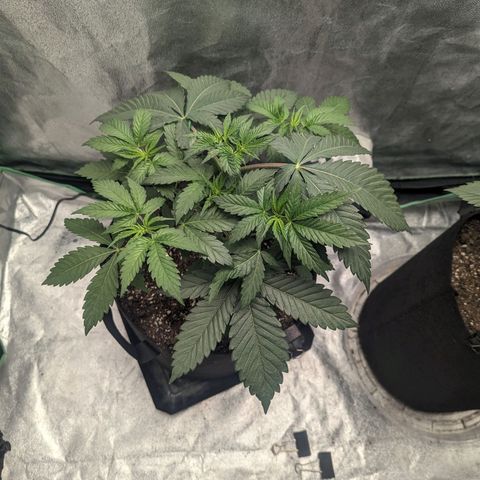 Lemon Cherry Gelato x Black Velvet #1 growlog timeline photo