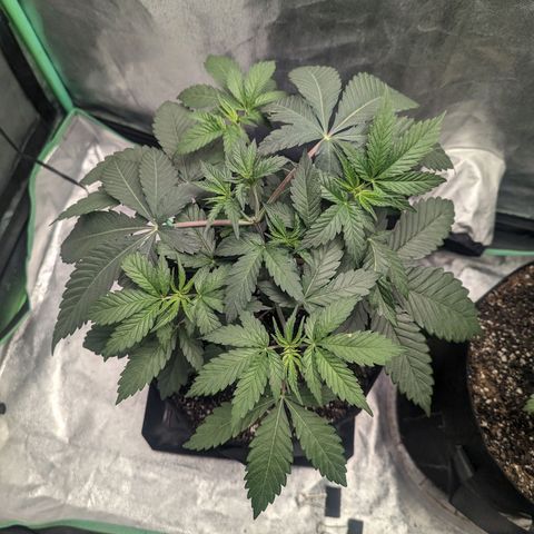 Lemon Cherry Gelato x Black Velvet #1 growlog timeline photo