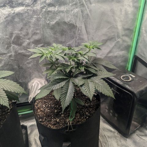 Lemon Cherry Gelato x Black Velvet #1 growlog timeline photo