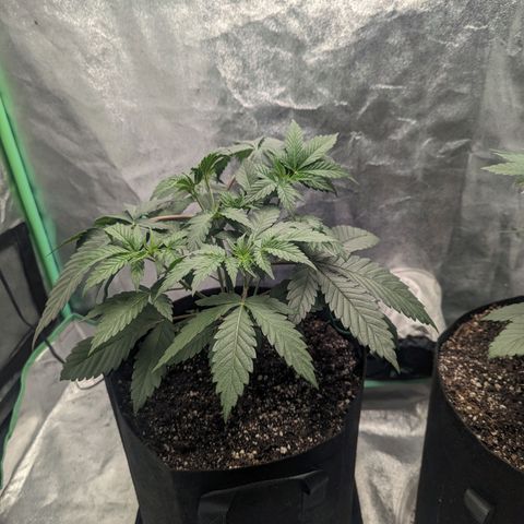 Lemon Cherry Gelato x Black Velvet #1 growlog timeline photo