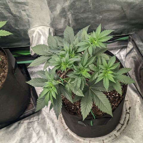 Lemon Cherry Gelato x Black Velvet #1 growlog timeline photo