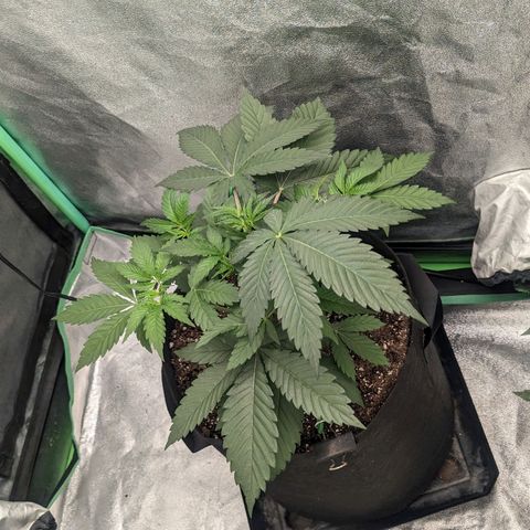 Lemon Cherry Gelato x Black Velvet #1 growlog timeline photo