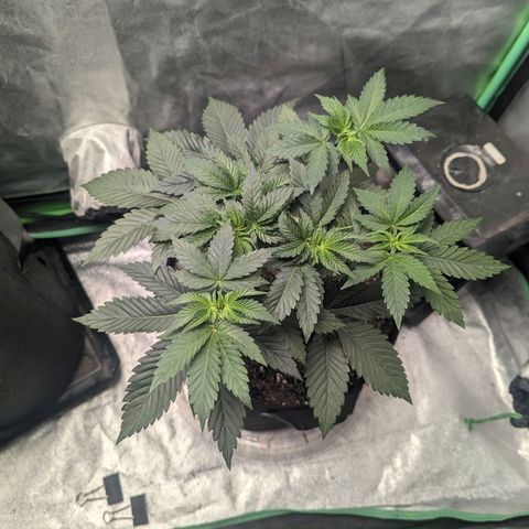 Lemon Cherry Gelato x Black Velvet #1 growlog timeline photo